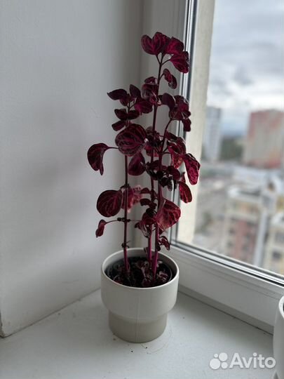 Ирезине / Красное сердце