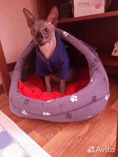 Передержка домашних животных в домашних условиях