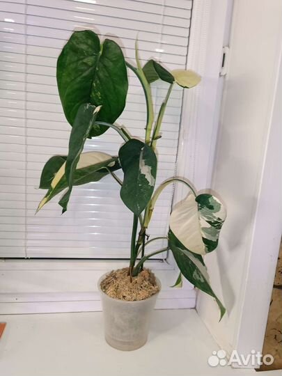 Сингониум Чиапенсе