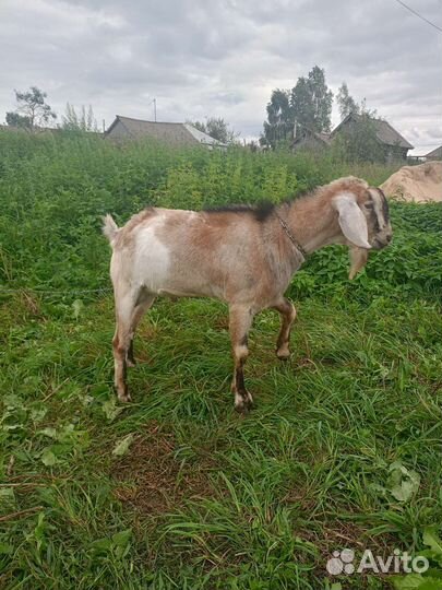 Нубийский козел вязка