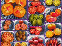 Набор семян томатов гномов
