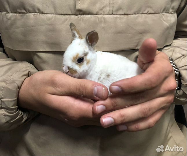 Самые маленькие кролики