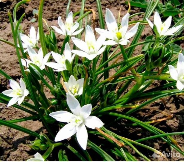 Птицемлечник