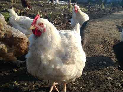 Цыплята суточные с хозяйства, Щёлково