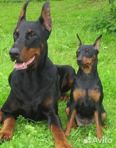 Цвергпинчер 5+