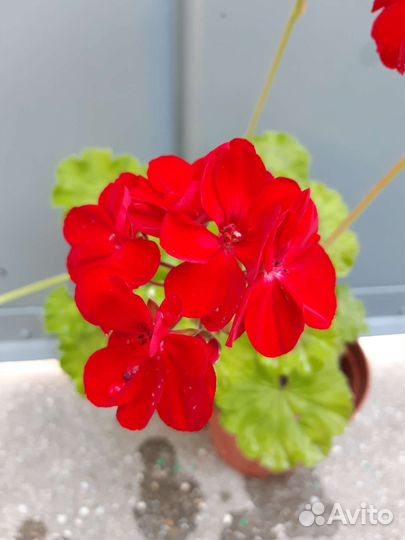 Герань пеларгония цветущее растение