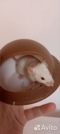 Мыши декоративные пара