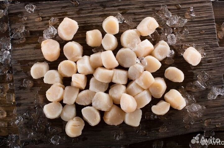 Морской гребешок Курильский