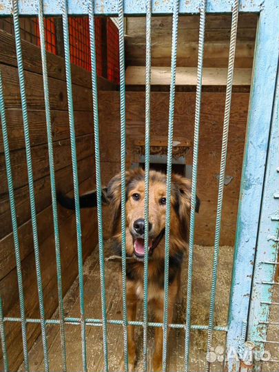 Собака из приюта, не может жить без человека