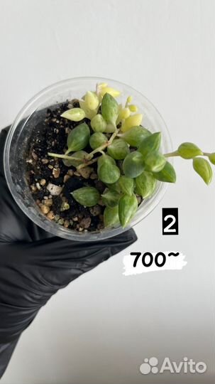 Крестовник Геррейна вариегатный