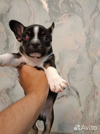 Щенок в добрые руки бесплатно