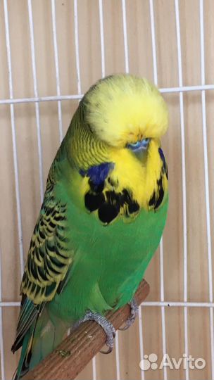 Выставочный Волнистый Попугай,ввп,Чех