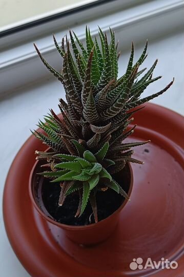 Хавортия полосатая