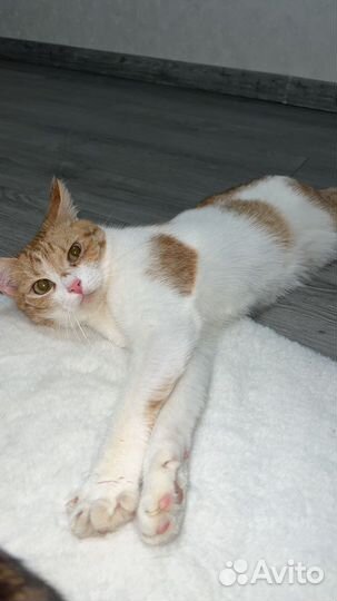 Отдам кошку в добрые руки бесплатно