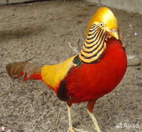 Фазаны Павлины