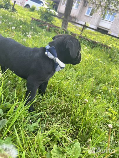 Щенки Кане Корсо