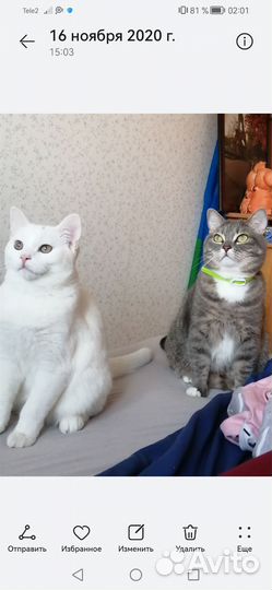 Котики в добрые руки