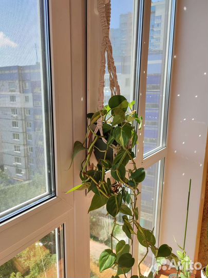 Филодендроны