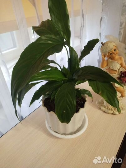 Спатифиллум