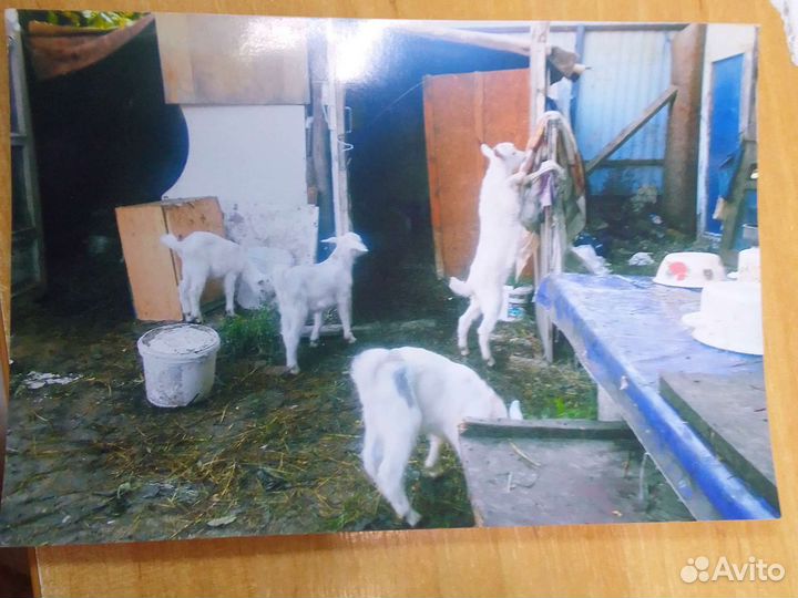 Коза заянская