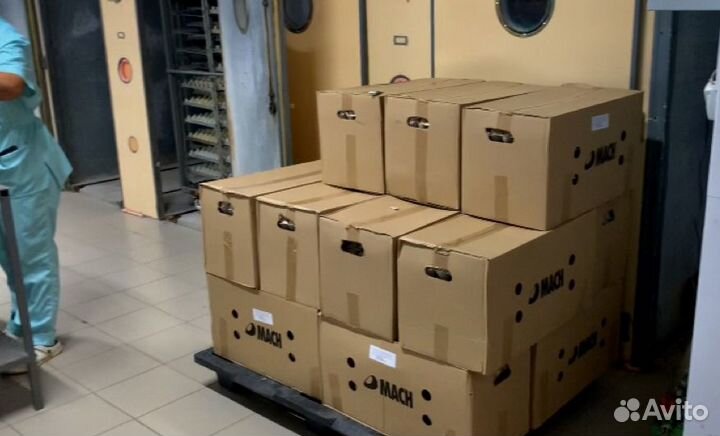 Бройлер Чехия Кобб-500 и Росс-308 в Белая Глина