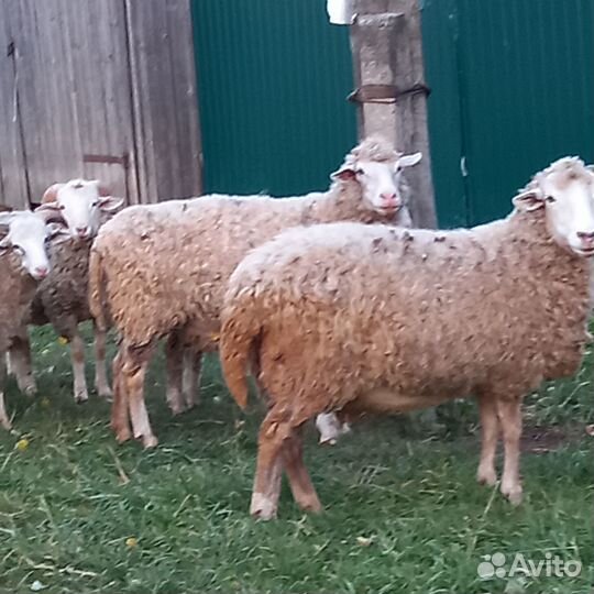 Овцы бараны