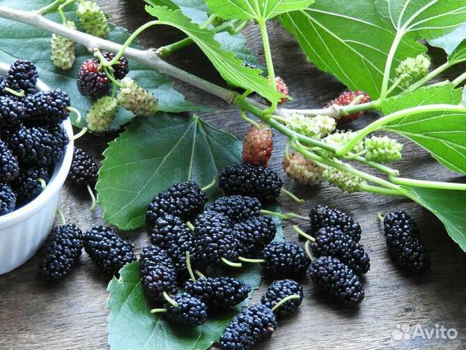 Шелковица 3 летка, 160см