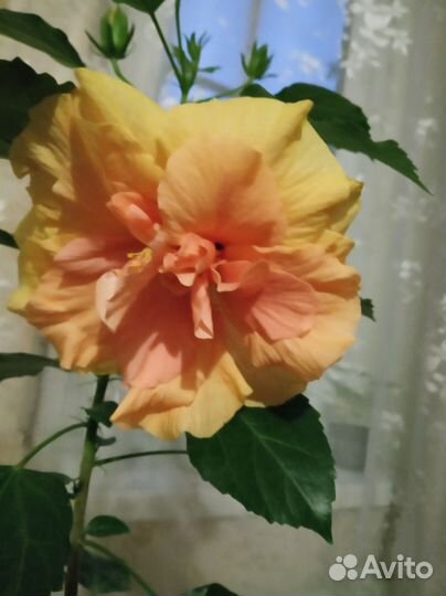 Гибискус китайская роза
