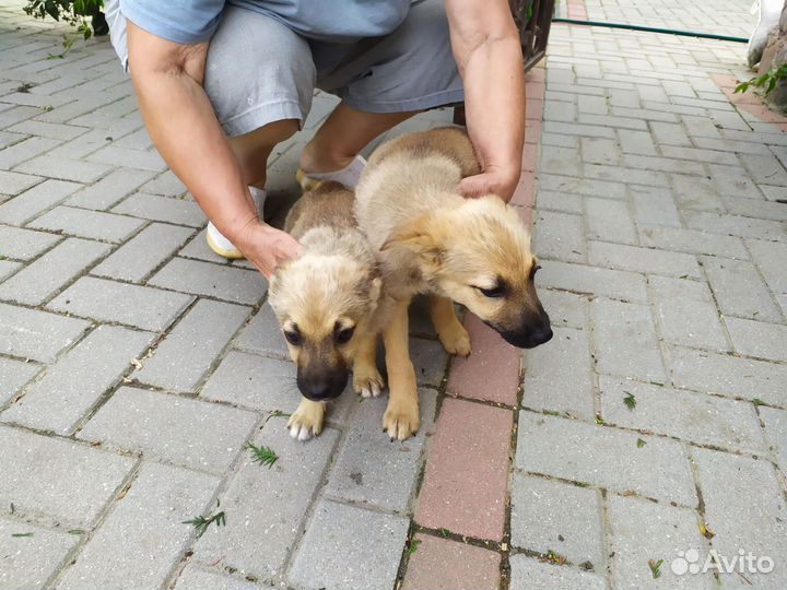 Щенки дворняжки