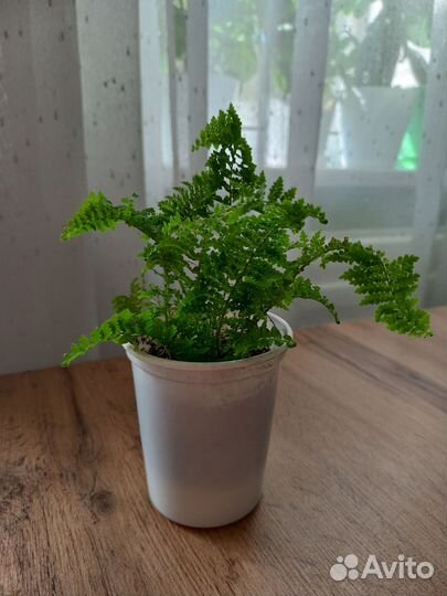 Папоротник комнатный