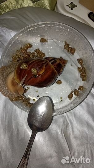 Улитки ахатины бесплатно