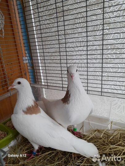 Голуби 4шт