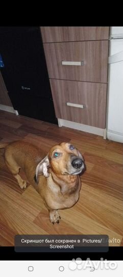 Щенки Таксы