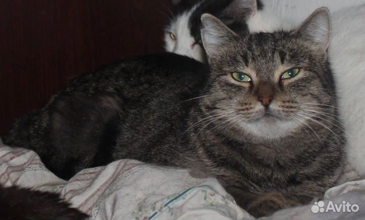 Кошка в дар