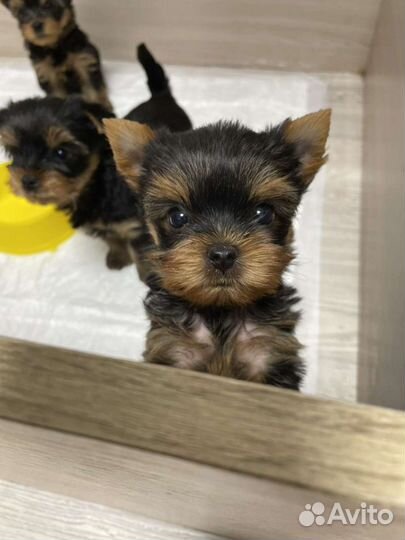 Йоркширский терьер