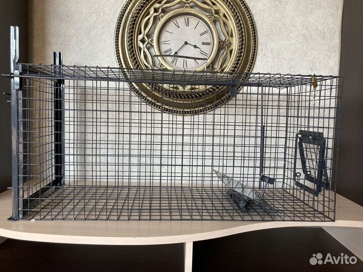 Кошколовка в аренду