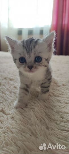 Британские котята