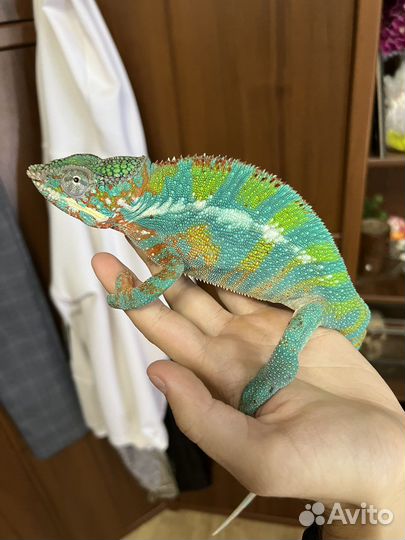 Пантеровый хамелеон