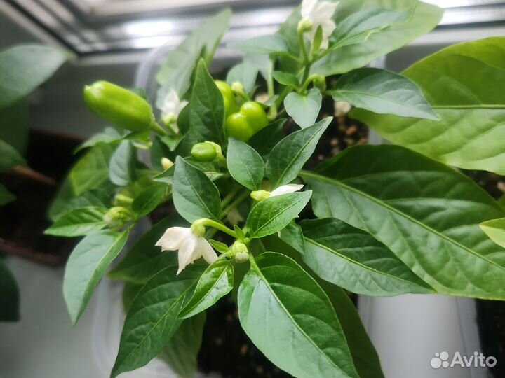 Перец комнатный острый