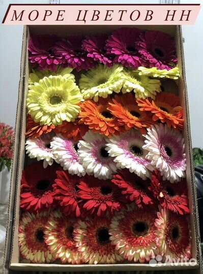 Цветы герберы