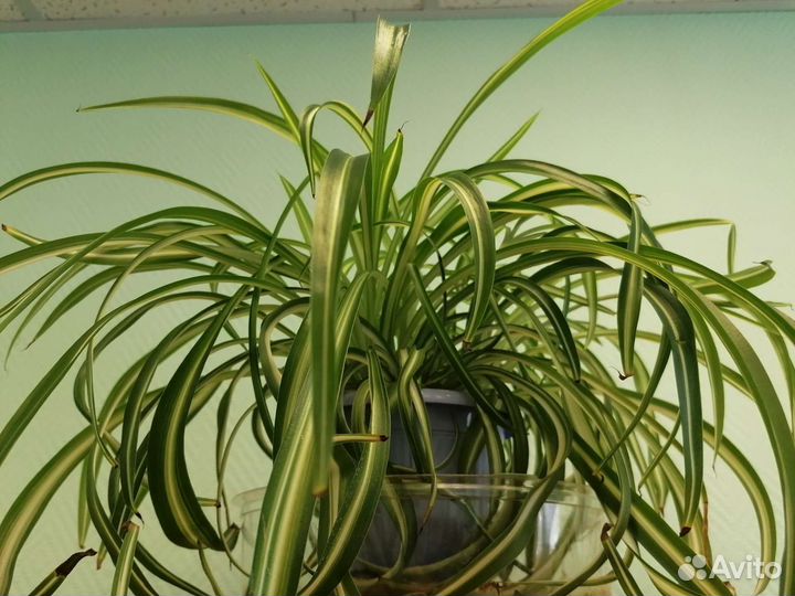 Хлорофитум