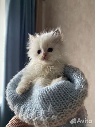 Котенок в добрые руки