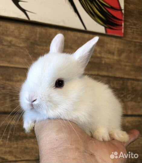 Карликовые крольчата