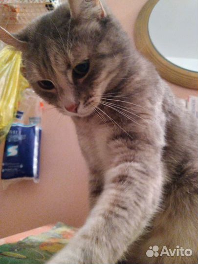 Кошка в дар