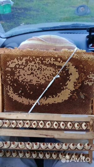 Матки пчелы карника