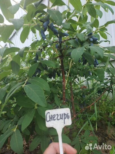 Саженцы жимолости