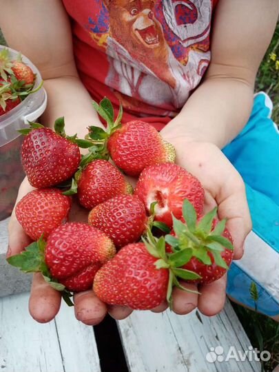 Садовая земляника(виктория) саженцы