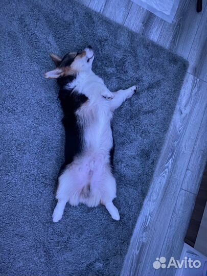 Вельш-корги пемброк триколор мальчик