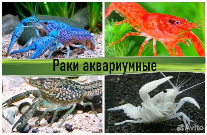 Аквариумные раки в ассортименте