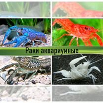 Аквариумные раки в ассортименте, Москва